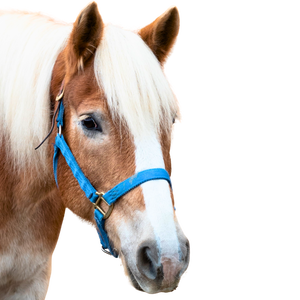 A sorrel horse's head with a white mane, a big blaze, and a bright blue halter.